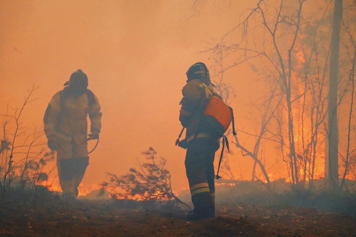 Огонь прошел треть миллиона гектаров леса в Сибири