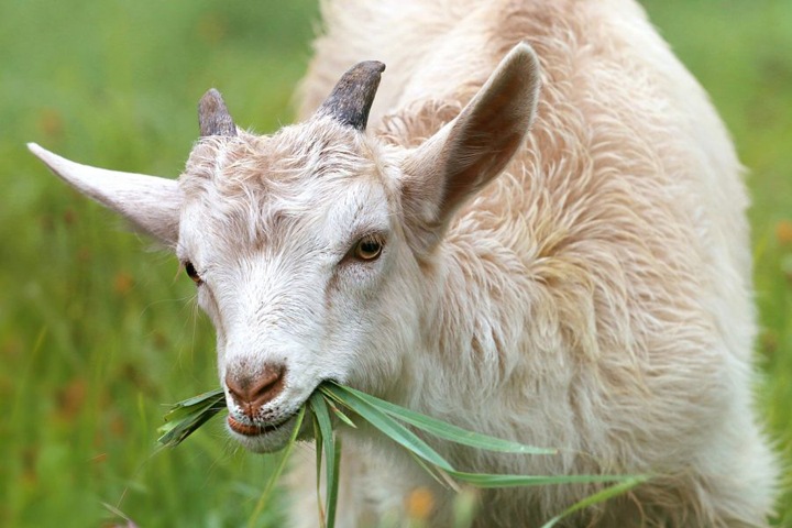 Поголовье овец и коз сократилось в Новосибирской области на 20%