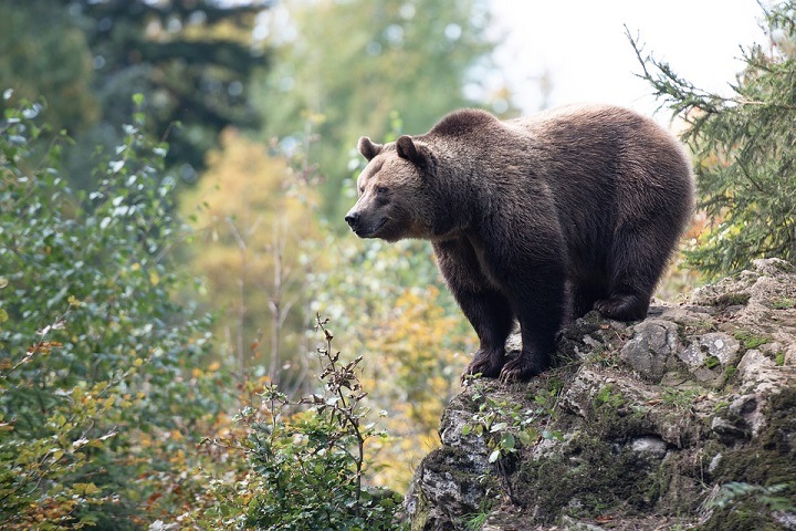 Три медведя крадут конфеты на кладбище в Томской области
