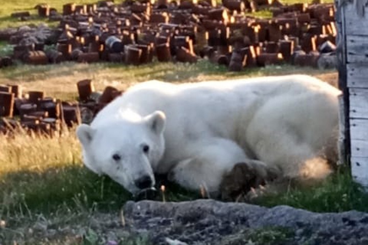 Белый медведь с застрявшей в пасти банкой от сгущенки вышел к людям в Красноярском крае
