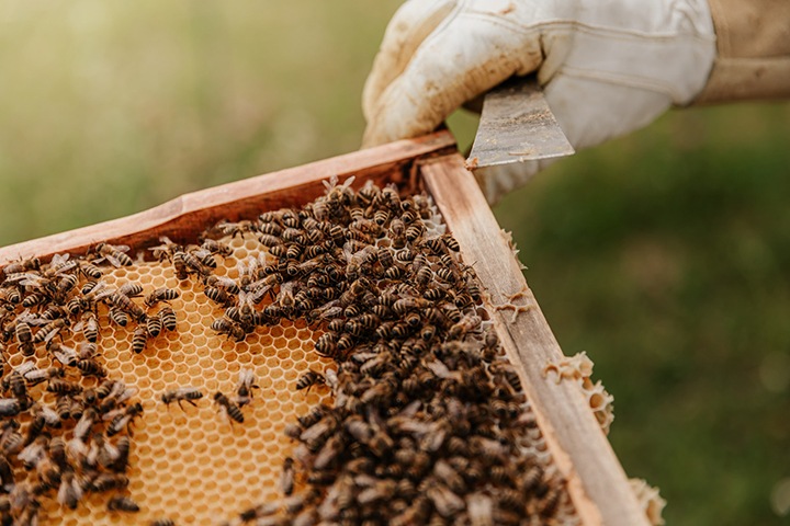 СМИ сообщили о гибели миллионов пчел в Новосибирской области