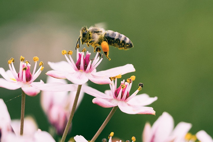 Массовая гибель пчел произошла в Омской области