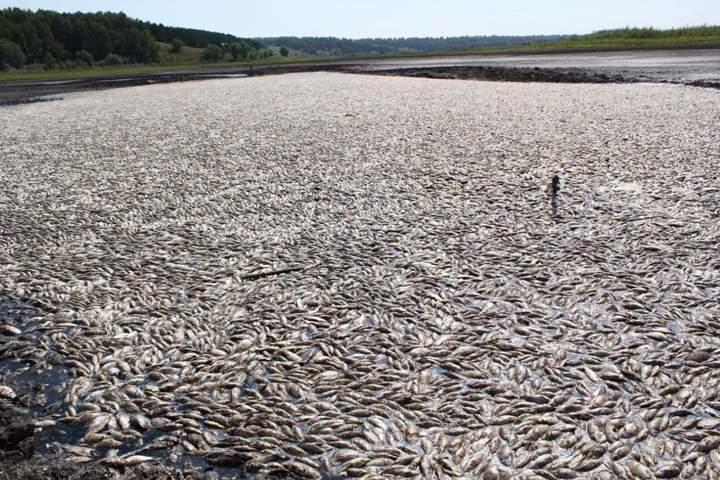 Рыба массово погибла в алтайском озере, которое «спустили» неизвестные