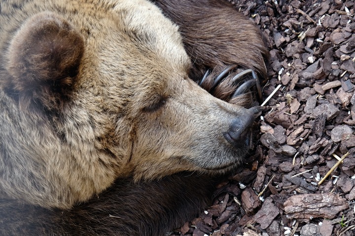Ученые узнали, что сибирские медведи ушли в Японию в поисках лучшей жизни