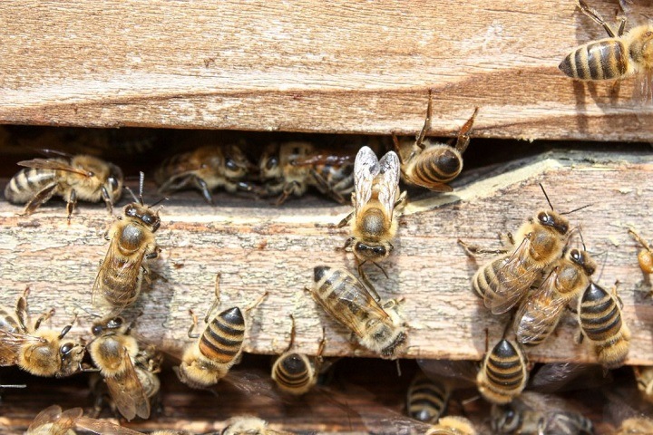 Пчелы снова гибнут в Алтайском крае