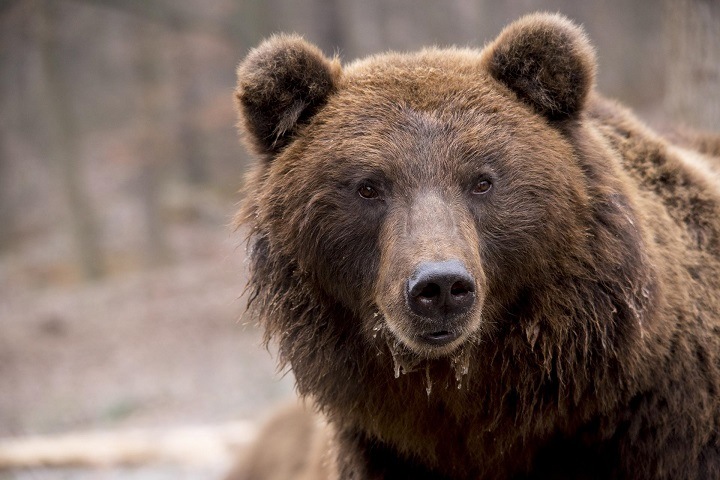 Экотропы закрыли на Алтае из-за медведей