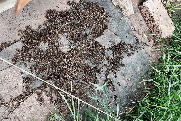Пчелы массово гибнут под Новосибирском: «Они занесли яд в улей»