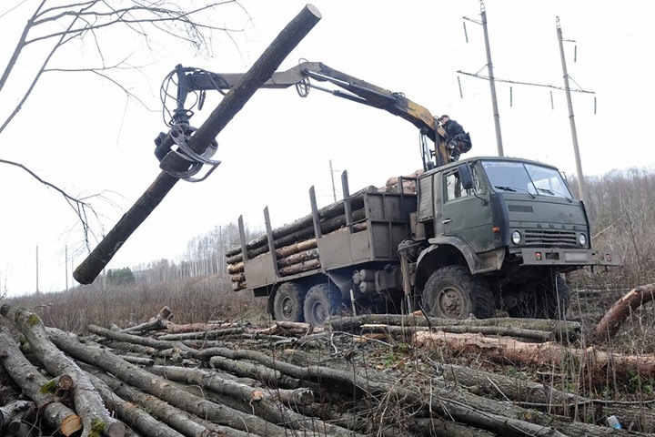 Иностранцы подозреваются в контрабанде сибирского леса на 1,4 млрд рублей