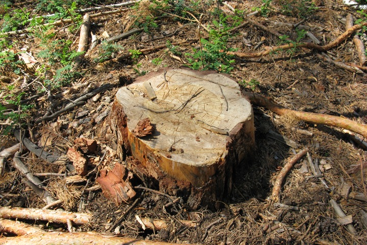 Четверо новосибирцев осуждены за хищение леса на 22 млн рублей