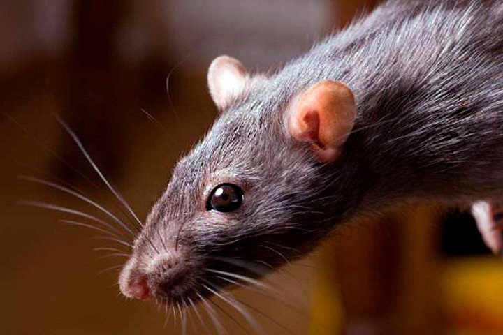 Упавшая с крыши иркутской поликлиники крыса покусала подростка