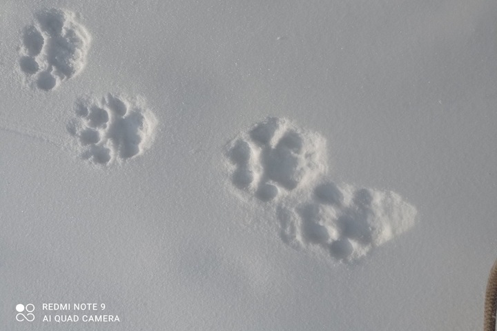 Следы снежных барсов нашли в тувинском заповеднике впервые за 20 лет
