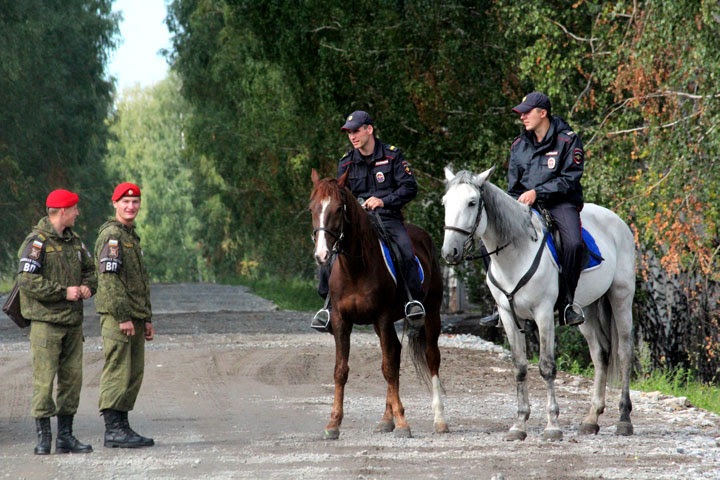 Нейросеть для диагностики заболеваний лошадей создали в Новосибирске