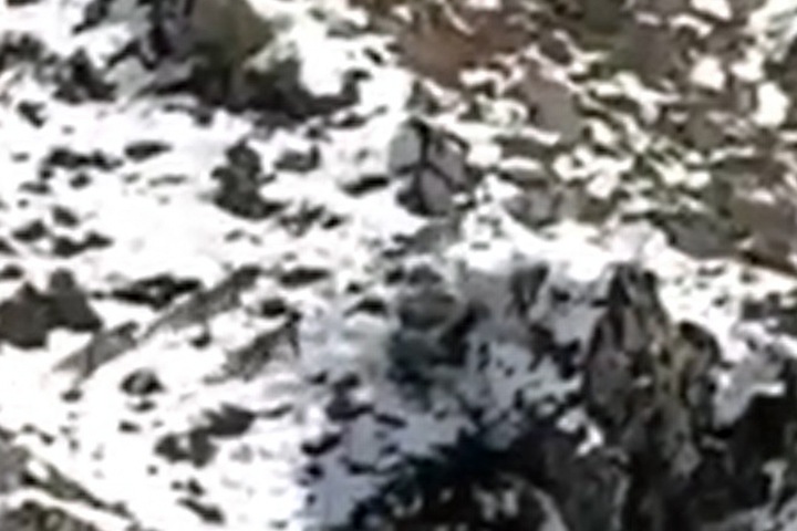 Четыре снежных барса попали на уникальное видео на Алтае