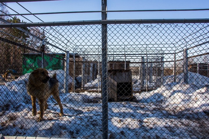 Сотрудников новосибирского центра по проблемам животных подозревают в нападениях собак на жителей