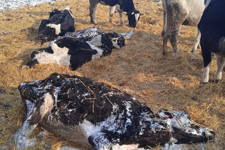 Сотни коров погибли в Новосибирской области от голода. Фото