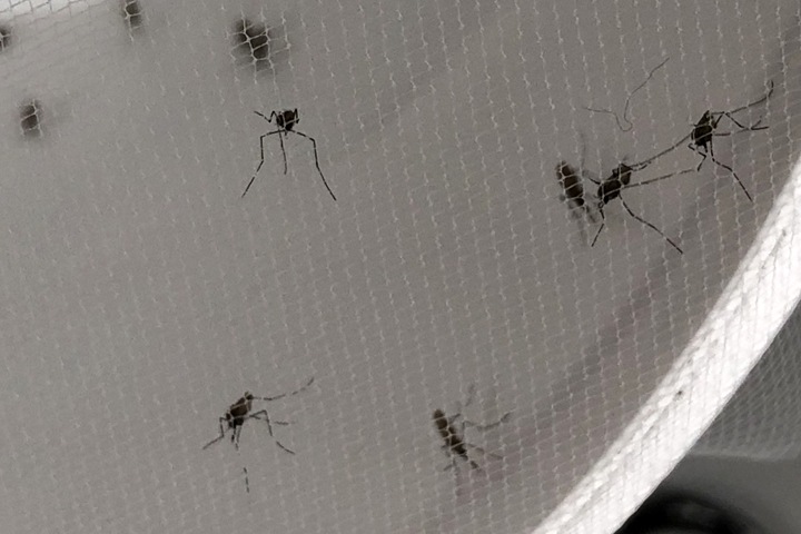 Томские ученые выяснили, что малярийные комары попали в Европу из Сибири