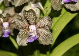 Основной версией гибели владелицы «Сибирской орхидеи» остается самоубийство