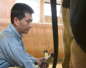 В Алтайском крае открылся комплекс, где коров доят исключительно мужчины