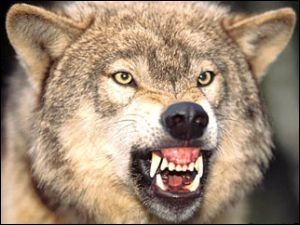 Волки напали на Иркутскую область