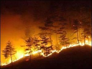 Площадь лесных пожаров в Туве увеличилась в четыре раза