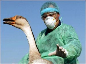 У сибирской птицы выявлены антитела к вирусу гриппа