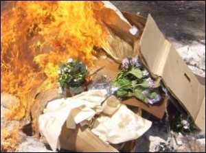 Опасные цветы сожгли в Новосибирске