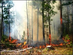 30-градусная жара на Алтае вызвала пожары