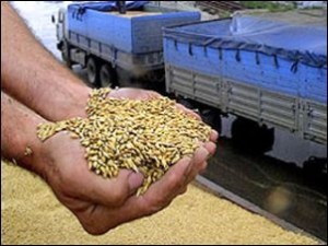 Сибирь может экспортировать 5-7 миллионов тонн зерна в год