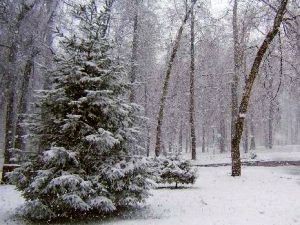Синоптики напрогнозировали сибирякам хорошую новогоднюю погоду