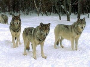 Волки атакуют Забайкалье: ущерб от их набегов достигает десятков миллионов рублей 