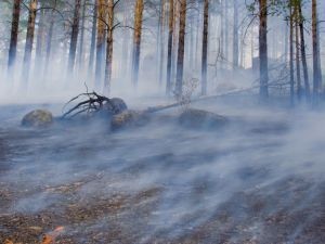 Почти тысяча гектаров леса горит в Забайкальском крае