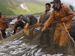 Более 300 жителей Алтайского края поедут за работой на рыбоперерабатывающее предприятие Сахалина 