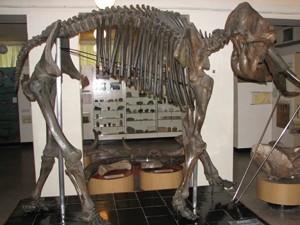 Реставраторы демонтируют уникальный скелет мамонта в краеведческом музее Новосибирска