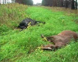 Грузовик сбил двух лошадей, выскочивших на трассу в Кузбассе (фото)