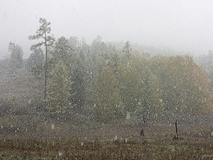 Синоптики прогнозируют дождь и мокрый снег на территории Западной Сибири
