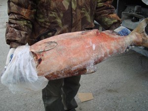 Россельхознадзор не пустил в Новосибирск крупную партию рыбы из Владивостока (фото)