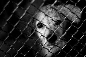 «Надежда» для животных: фоторепортаж