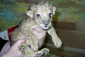Дворняжка стала молочной мамой для львенка в красноярском зоопарке