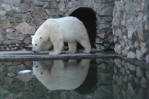 Белые медведи открыли купальный сезон в красноярском зоопарке