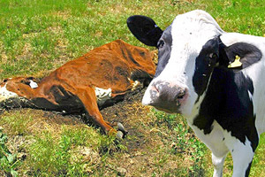 Жительница Бурятии отказывается утилизовать трупы коров, бывших в залоге у банка