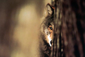 Правительство Забайкалья выплатит охотникам субсидии за добычу волков