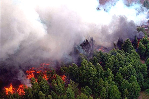 Более 560 гектаров леса охвачено огнем в Забайкалье