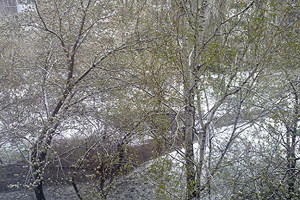 Снег выпал в Западной Сибири в ночь на 12 мая