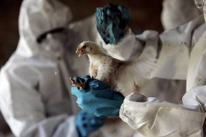 Более 360 тушек больных птиц утилизированы в Туве