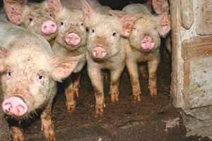 27 000 животных в Туве рискуют заболеть африканской свиной чумой