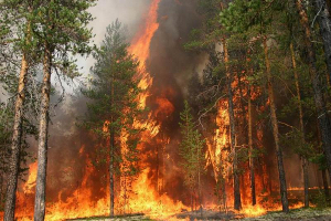 Лесные пожары: опыт Читы не успел дойти до Москвы