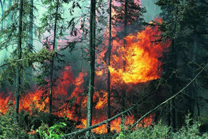 Природные пожары, по данным МЧС, угрожают девяти регионам Сибири